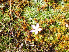 Gentianella cerastioides