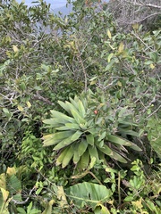 Vriesea gigantea