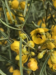 Senna artemisioides