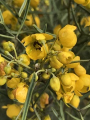 Senna artemisioides