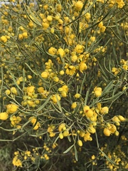 Senna artemisioides
