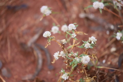 Gomphrena lanata