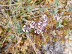 Valeriana microphylla