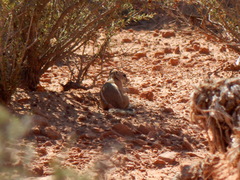 Ammospermophilus leucurus