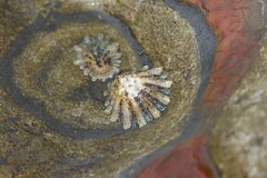 Patellogastropoda