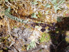 Valeriana microphylla