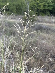 Panicum coloratum