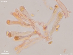 Clavaria atroumbrina