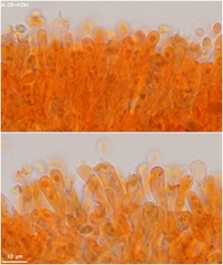 Clavaria atroumbrina