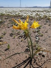 Zephyranthes bagnoldii