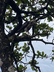 Buteogallus