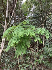Piptadenia paniculata