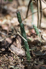 Opuntia salmiana
