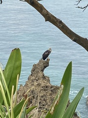Buteogallus