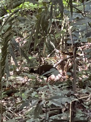 Megapodius reinwardt