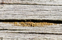 Hypocenomyce scalaris