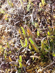 Elaphoglossum