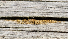 Hypocenomyce scalaris