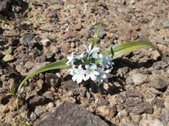 Zephyra compacta