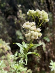Baccharis glutinosa
