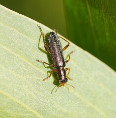 Lemidia subaenea