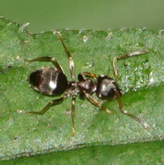 Lasius americanus