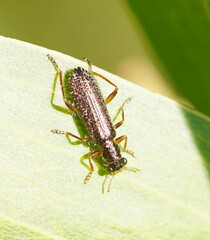 Lemidia subaenea