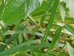 Nephrotoma ferruginea