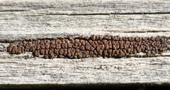 Hypocenomyce scalaris