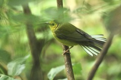 Setophaga citrina
