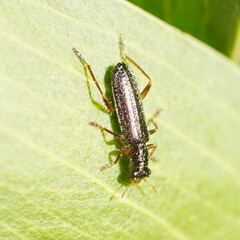 Lemidia subaenea
