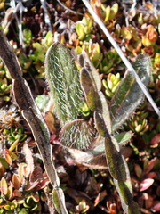 Baccharis genistelloides