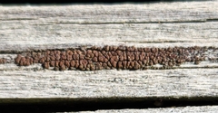 Hypocenomyce scalaris