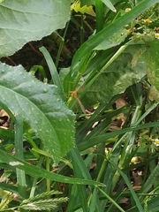 Nephrotoma ferruginea