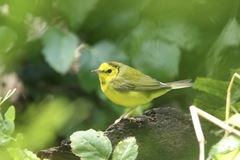 Setophaga citrina