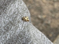 Telamonini