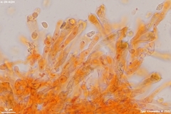 Clavaria atroumbrina