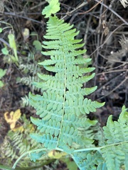 Pteridium aquilinum pubescens