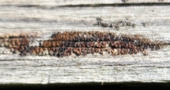 Hypocenomyce scalaris
