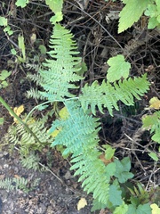 Pteridium aquilinum pubescens