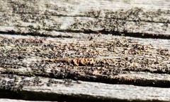 Hypocenomyce scalaris