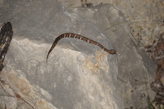 Agkistrodon laticinctus