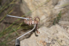 Agkistrodon laticinctus