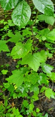 Ribes americanum