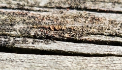 Hypocenomyce scalaris