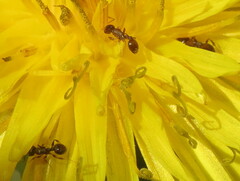 Temnothorax longispinosus