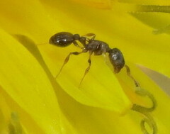 Temnothorax longispinosus