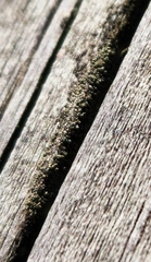 Hypocenomyce scalaris