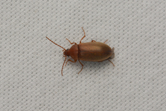 Isomira