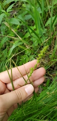 Carex vulpinoidea